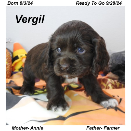 puppy, for, sale, Cocker Spaniel, Joe & Cherri  Overlease, dog, breeder, Miller, MO, dog-breeder, puppy-for-sale, forsale, nearby, find, puppyfind, locator, puppylocator, aca